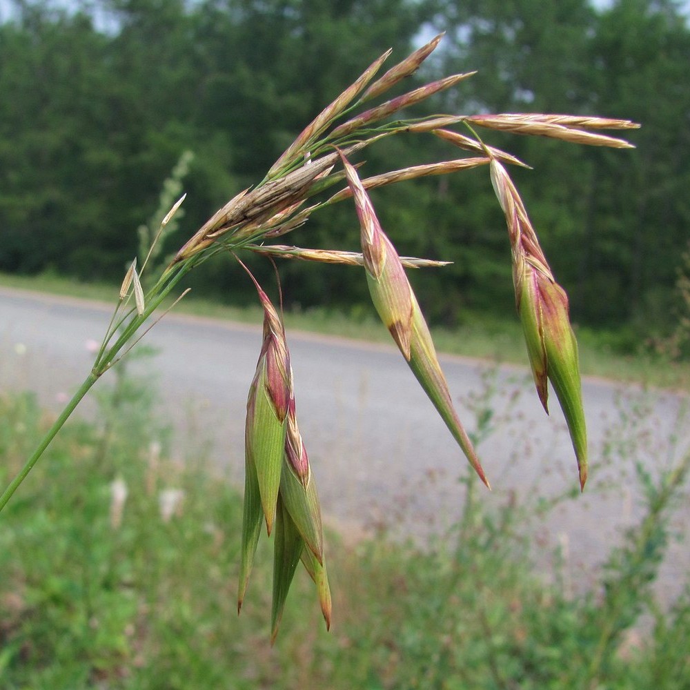 Изображение особи Bromopsis inermis.