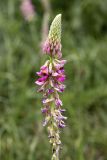 Onobrychis grandis