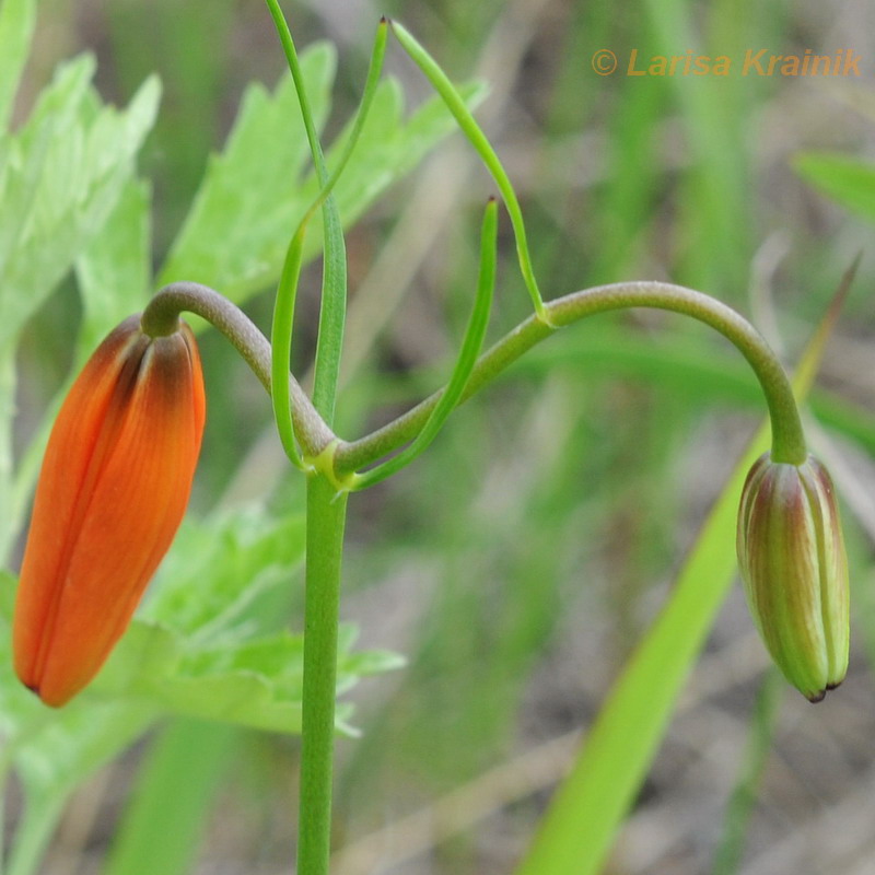 Image of Lilium pumilum specimen.