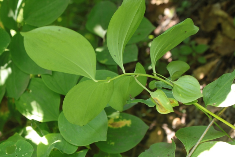 Image of Polygonatum involucratum specimen.