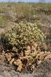 Cousinia triflora. Цветущее растение. Южный Казахстан, нижний Боролдай, лощина Акжар. 04.06.2012.