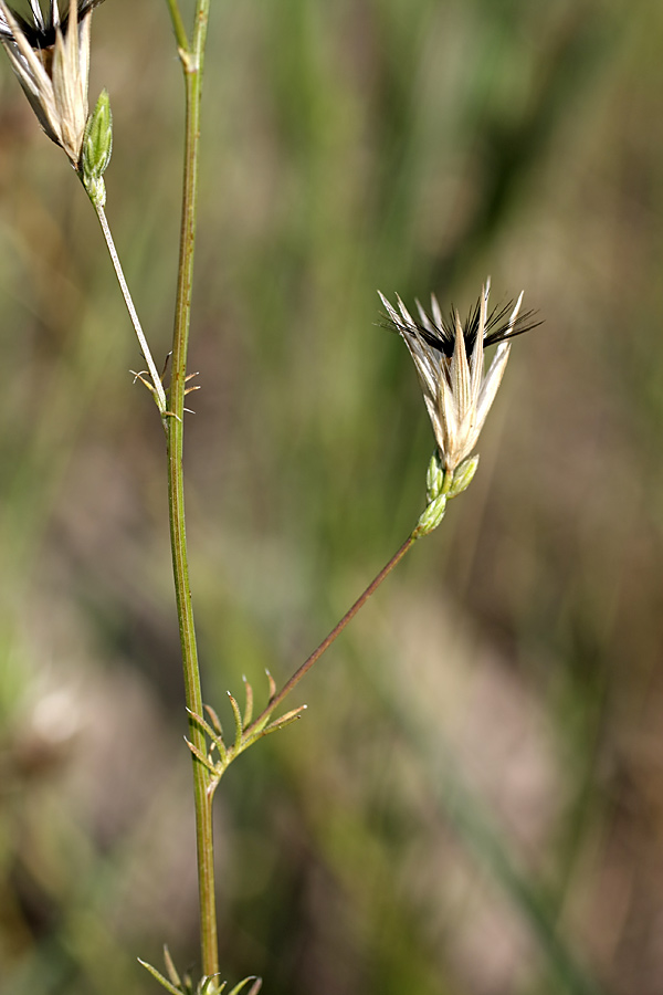 Image of Crupina vulgaris specimen.