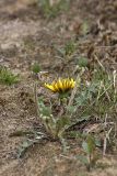 Taraxacum