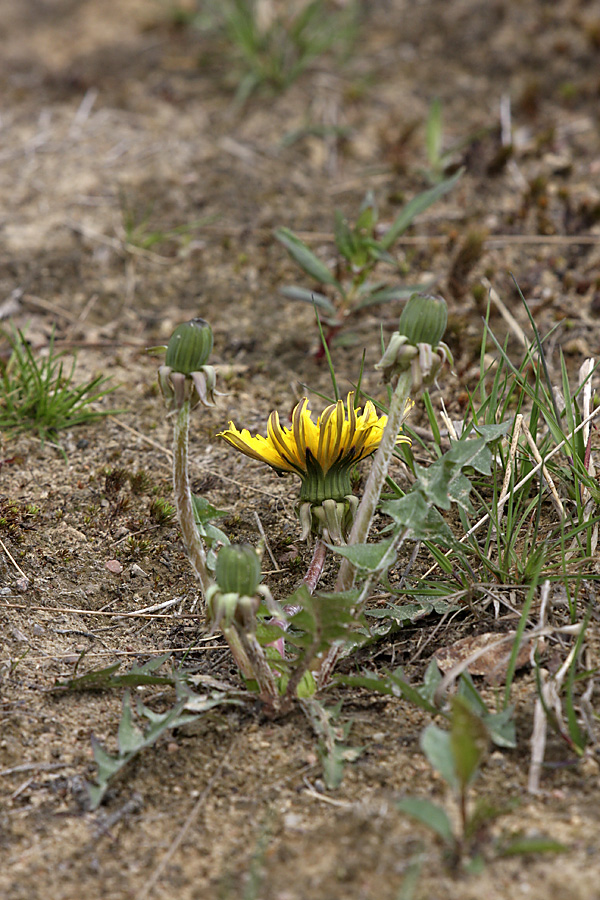 Изображение особи род Taraxacum.