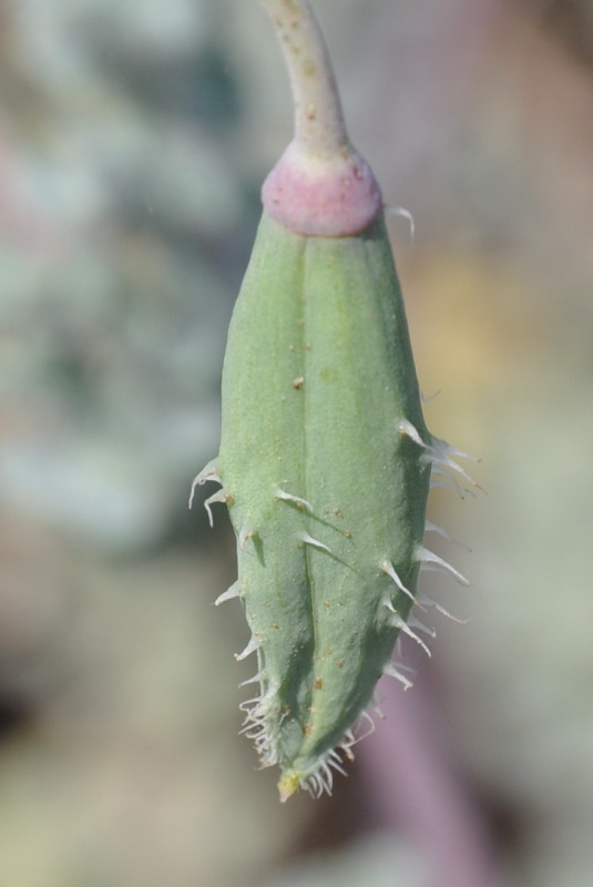 Изображение особи Glaucium flavum.