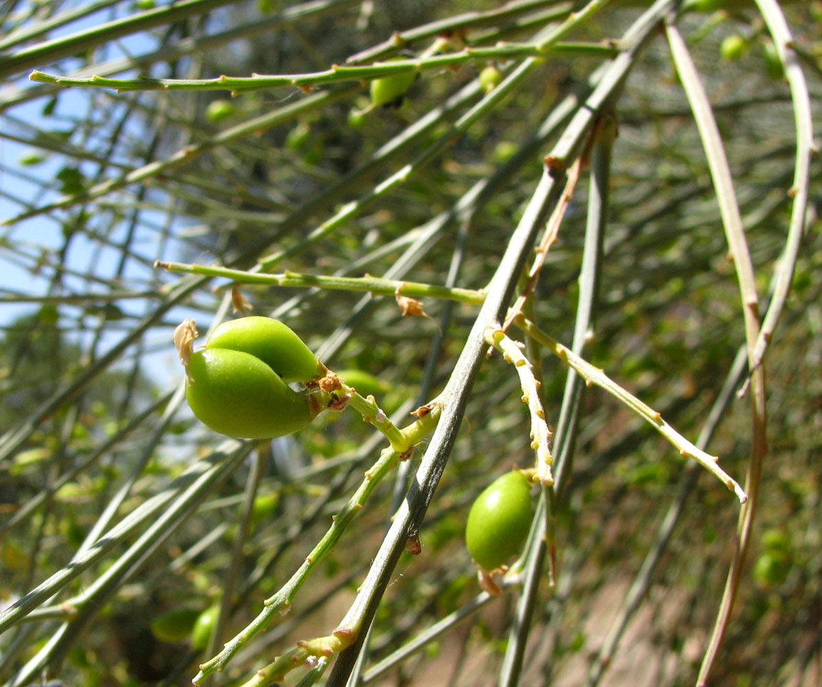 Image of Genista aetnensis specimen.