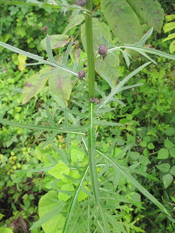 Изображение особи Cirsium pendulum.