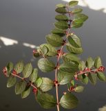 Symphoricarpos × doorenbosii. Часть ветки с созревающими соплодиями. Германия, г. Кемпен, у прогулочной дорожки. 11.11.2012.