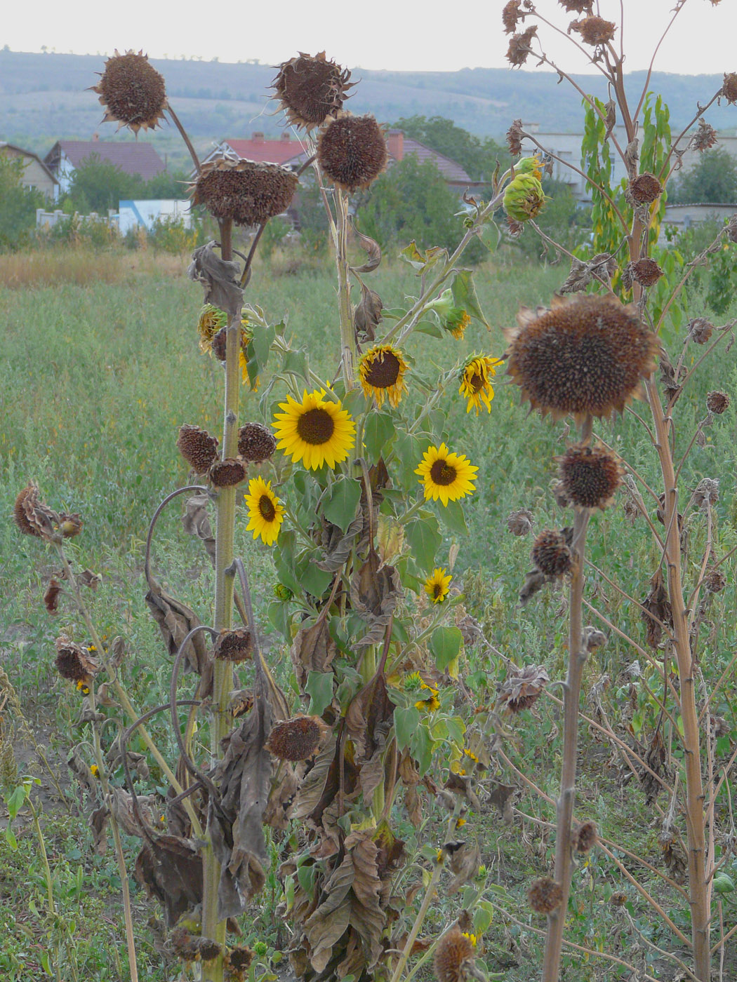 Изображение особи Helianthus annuus.