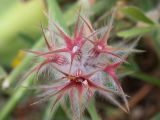 Trifolium stellatum