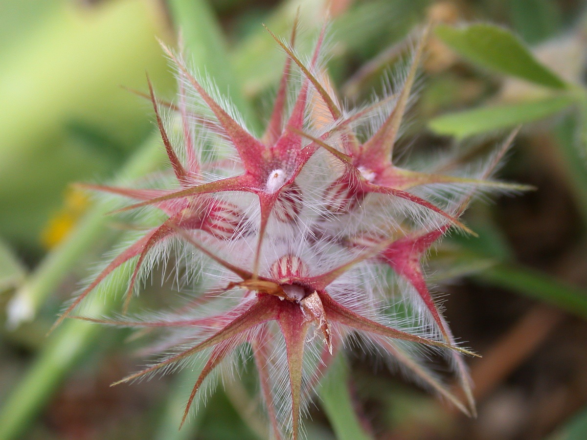 Изображение особи Trifolium stellatum.