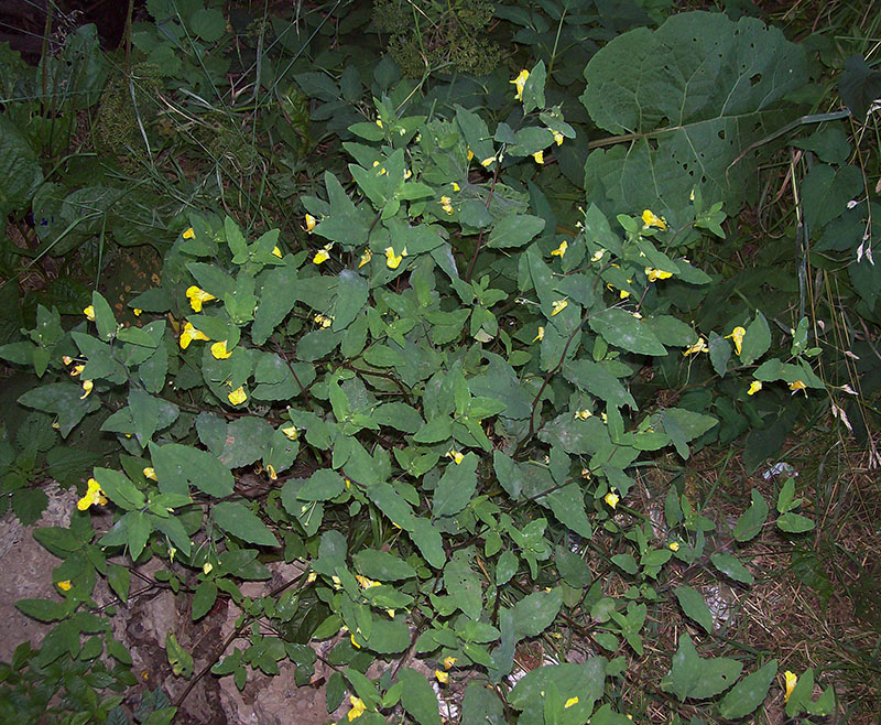 Image of Impatiens noli-tangere specimen.
