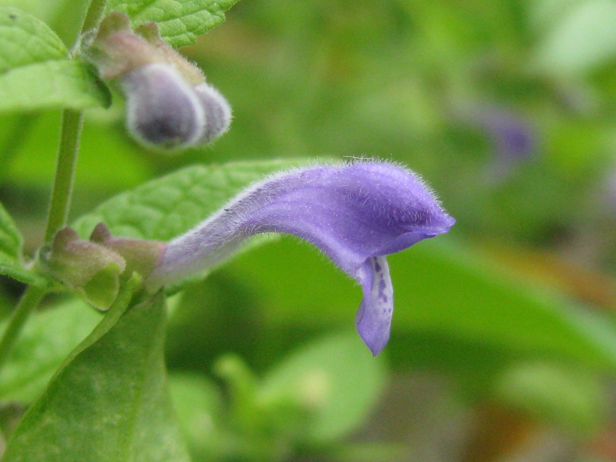 Изображение особи Scutellaria galericulata.