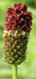 Sanguisorba officinalis