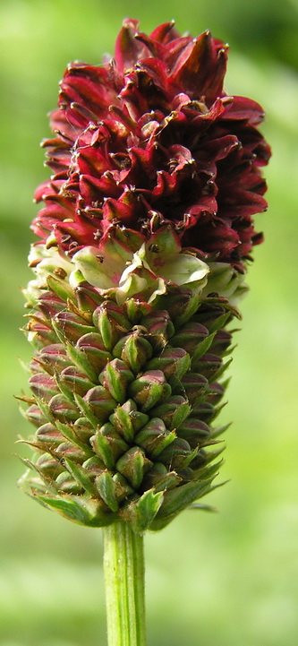 Изображение особи Sanguisorba officinalis.