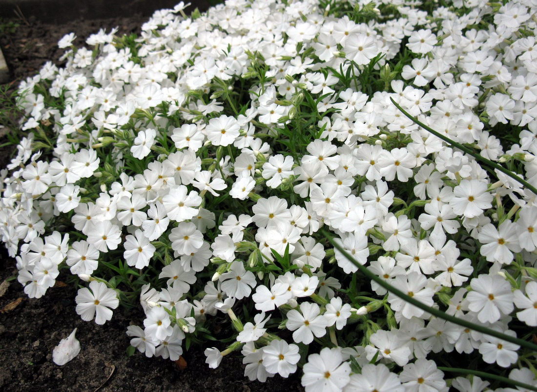 Изображение особи Phlox subulata.