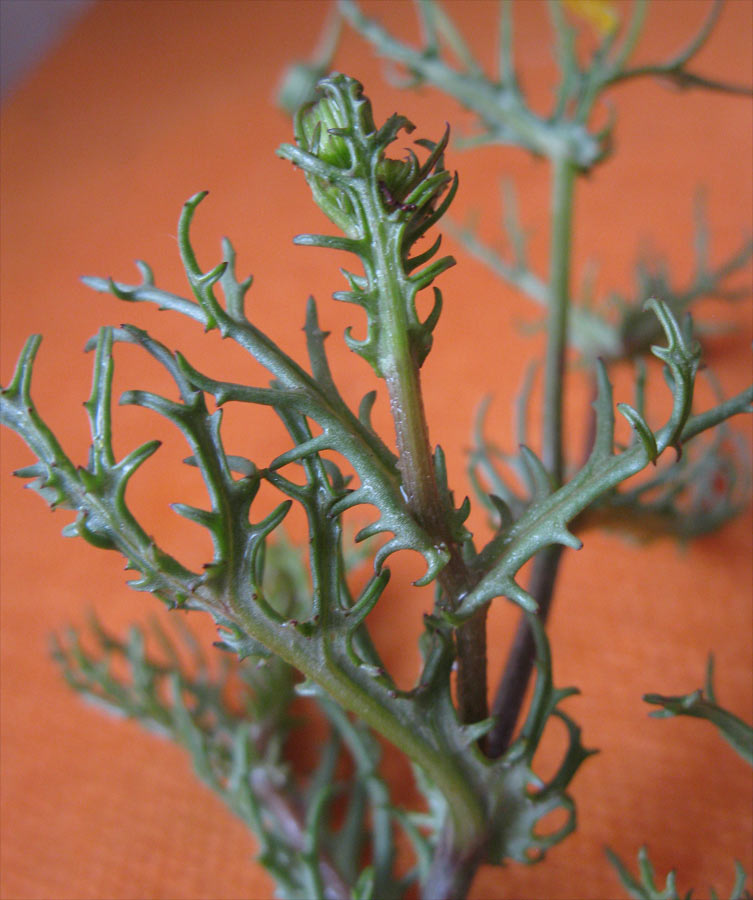 Image of genus Senecio specimen.