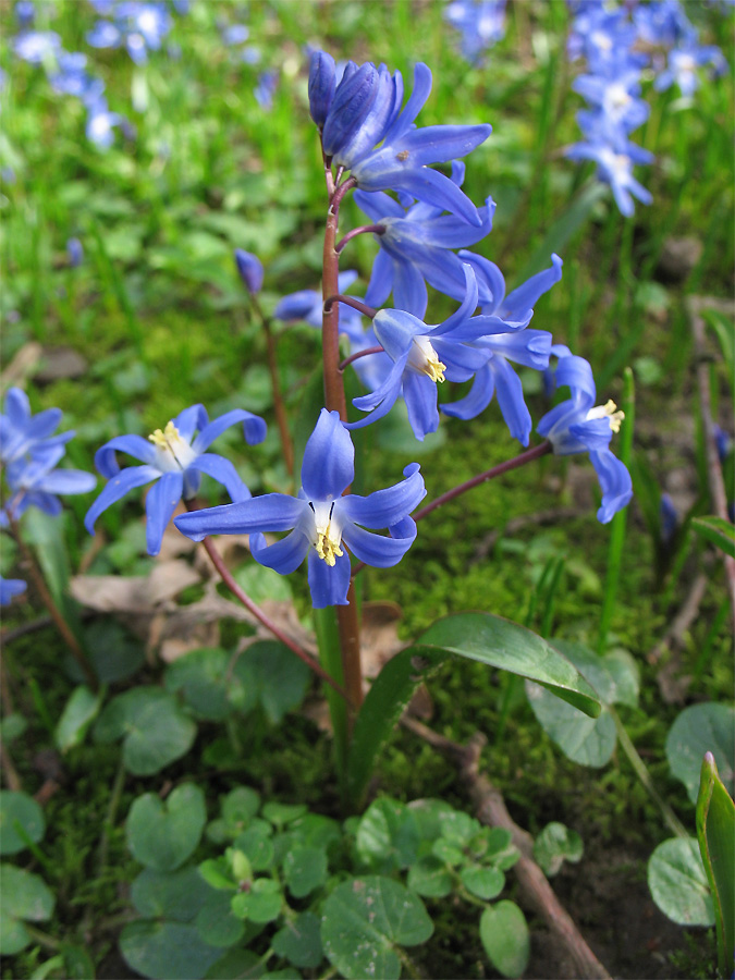 Изображение особи Chionodoxa sardensis.