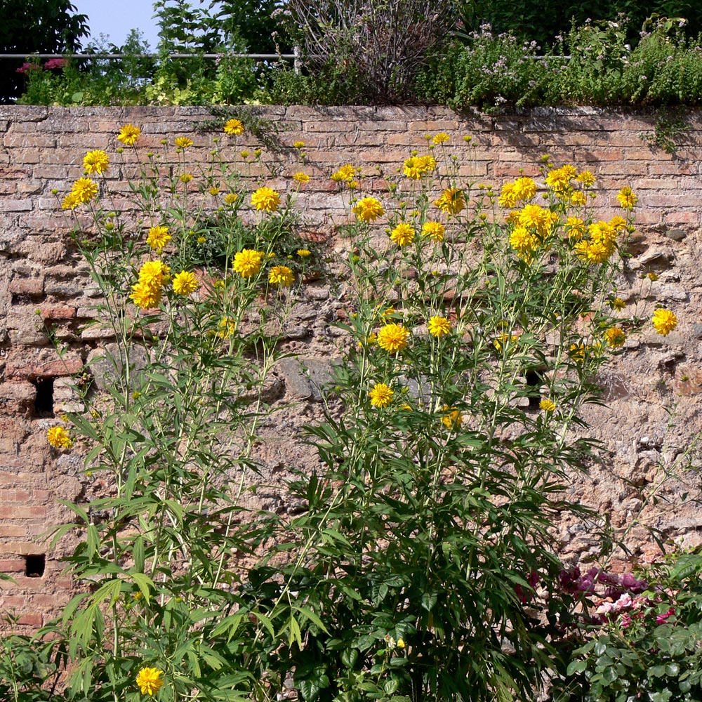 Image of Rudbeckia laciniata var. hortensia specimen.