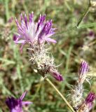 Centaurea pseudosquarrosa. Соцветие. Кыргызстан, северный берег озера Иссык-Куль, окрестности пансионата Ак-Жол. 10.08.2011.