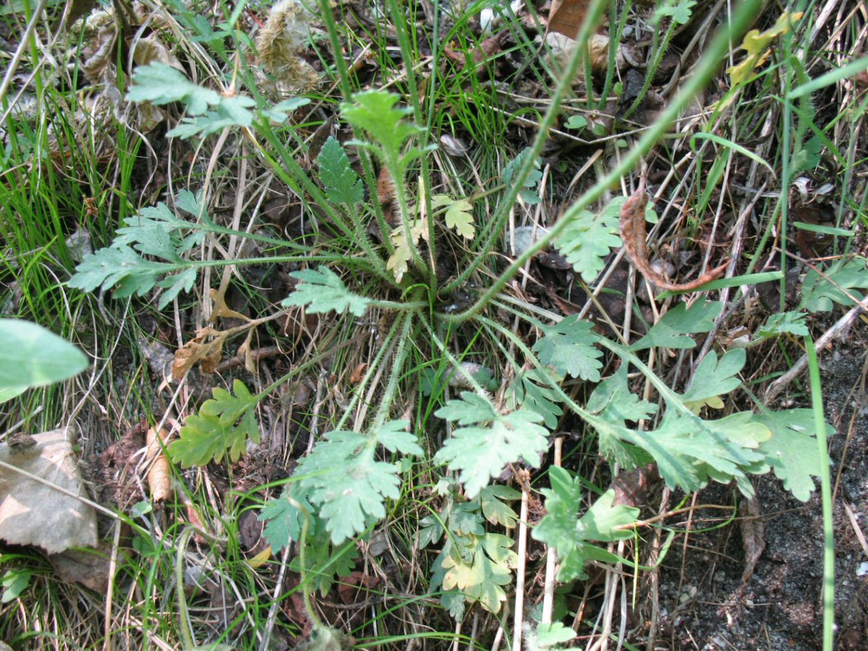 Изображение особи Papaver turczaninovii.