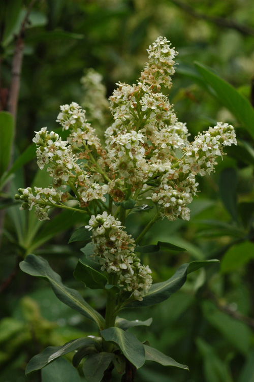Image of Sibiraea altaiensis specimen.