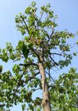 Paulownia tomentosa. Верхняя часть кроны плодоносящего дерева. Хорватия, Истрия, г. Ровинь, набережная. 06.09.2012.