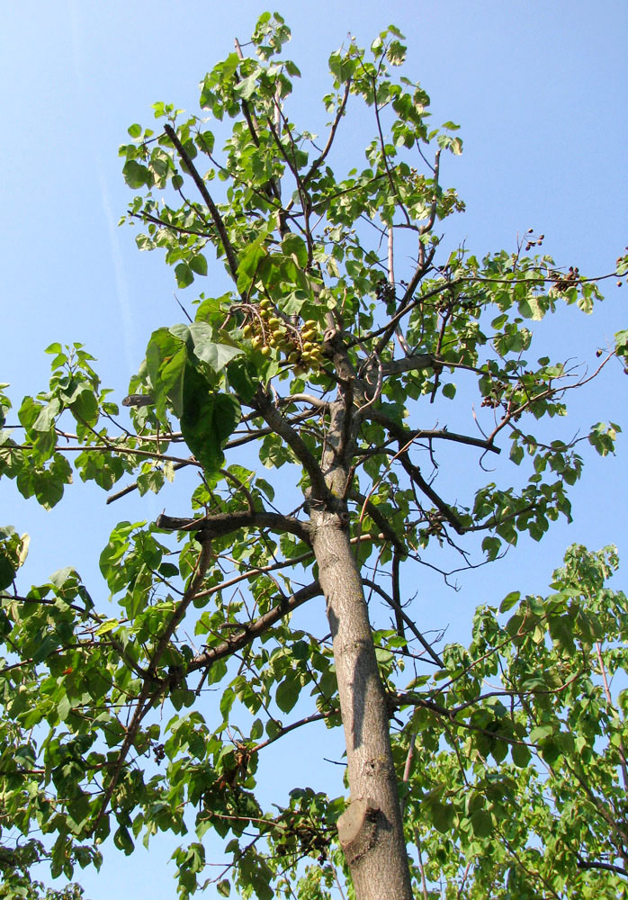 Изображение особи Paulownia tomentosa.