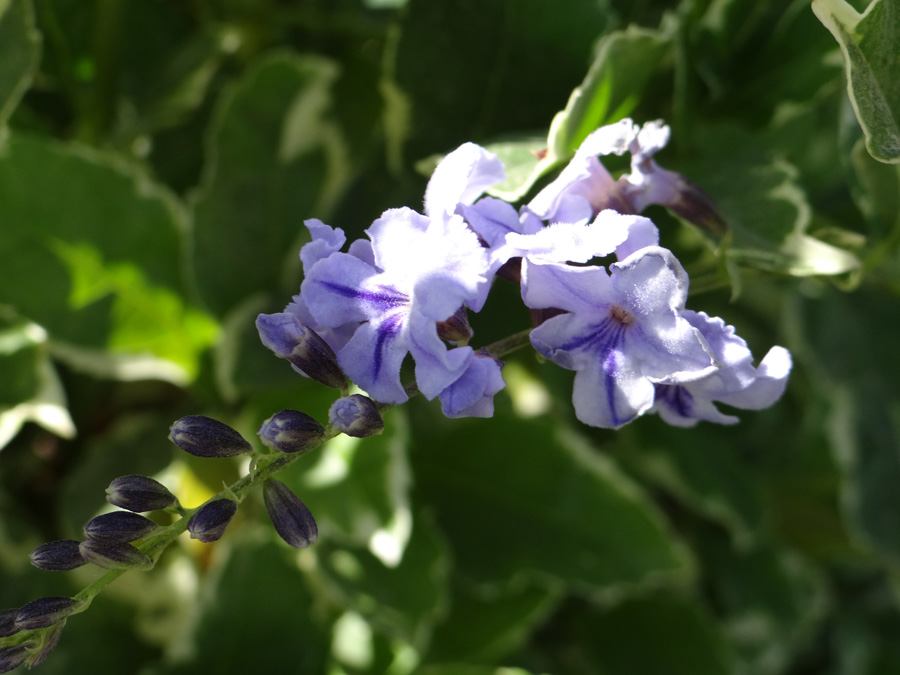 Image of Duranta erecta specimen.