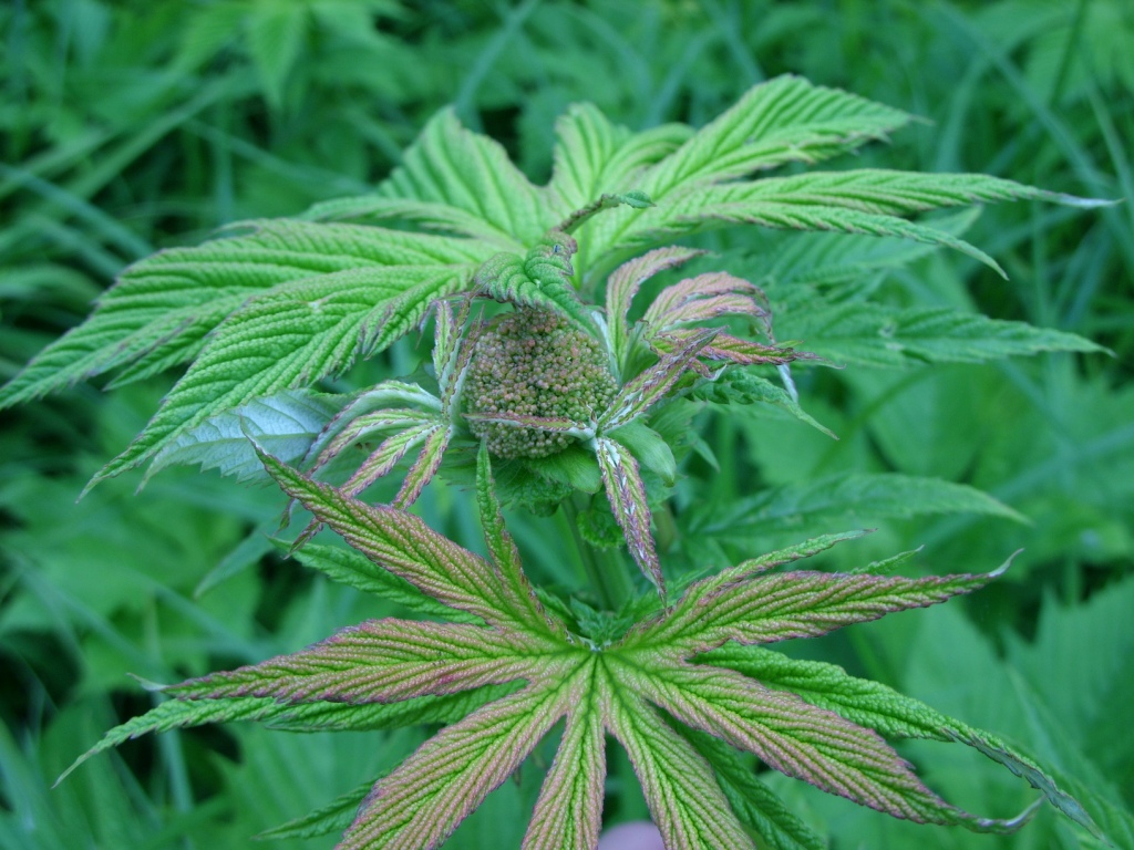 Image of Filipendula palmata specimen.