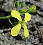 Image of taxon representative. Author is Геннадий Окатов