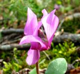 Cyclamen purpurascens. Цветок. Хорватия, Лика-Сень, Национальный парк «Плитвицкие озёра», склон каньона с р. Корана и озерами. 05.09.2012.