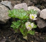 Trollius komarovii. Цветущее растение. Москва, в культуре из субальпийского пояса Угамского хребта. 06.05.2013.