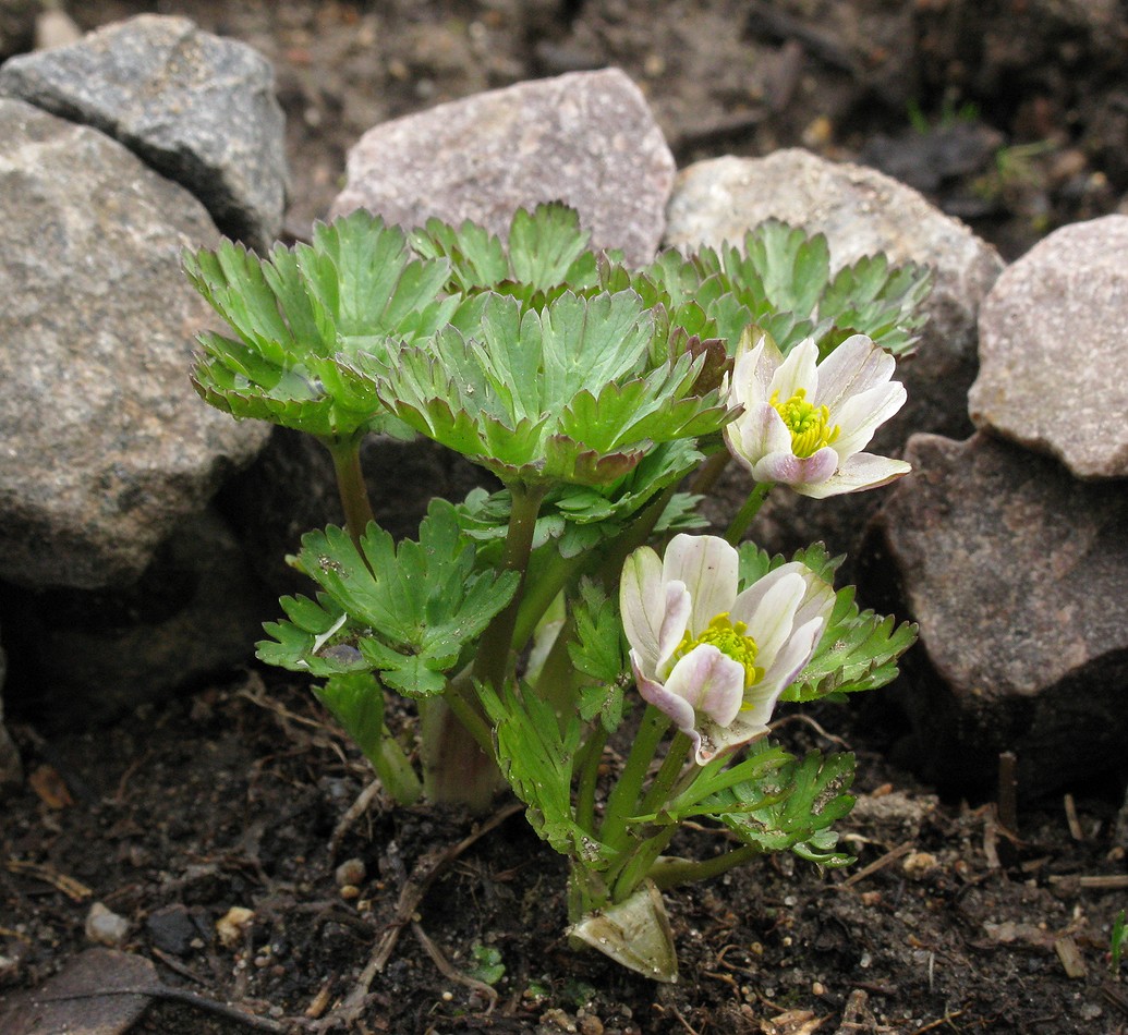 Изображение особи Trollius komarovii.