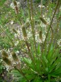 Plantago lanceolata