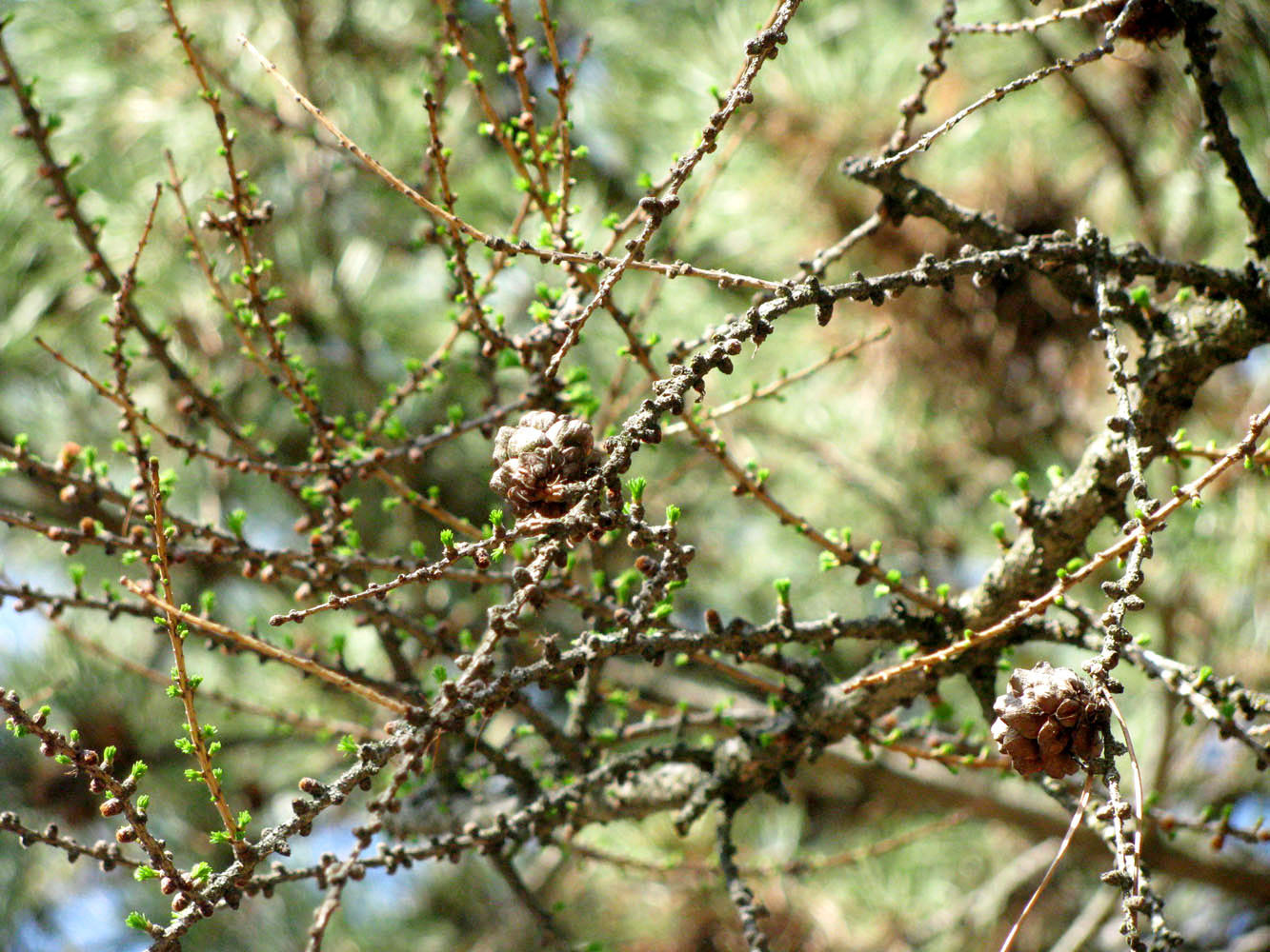 Image of Larix sibirica specimen.