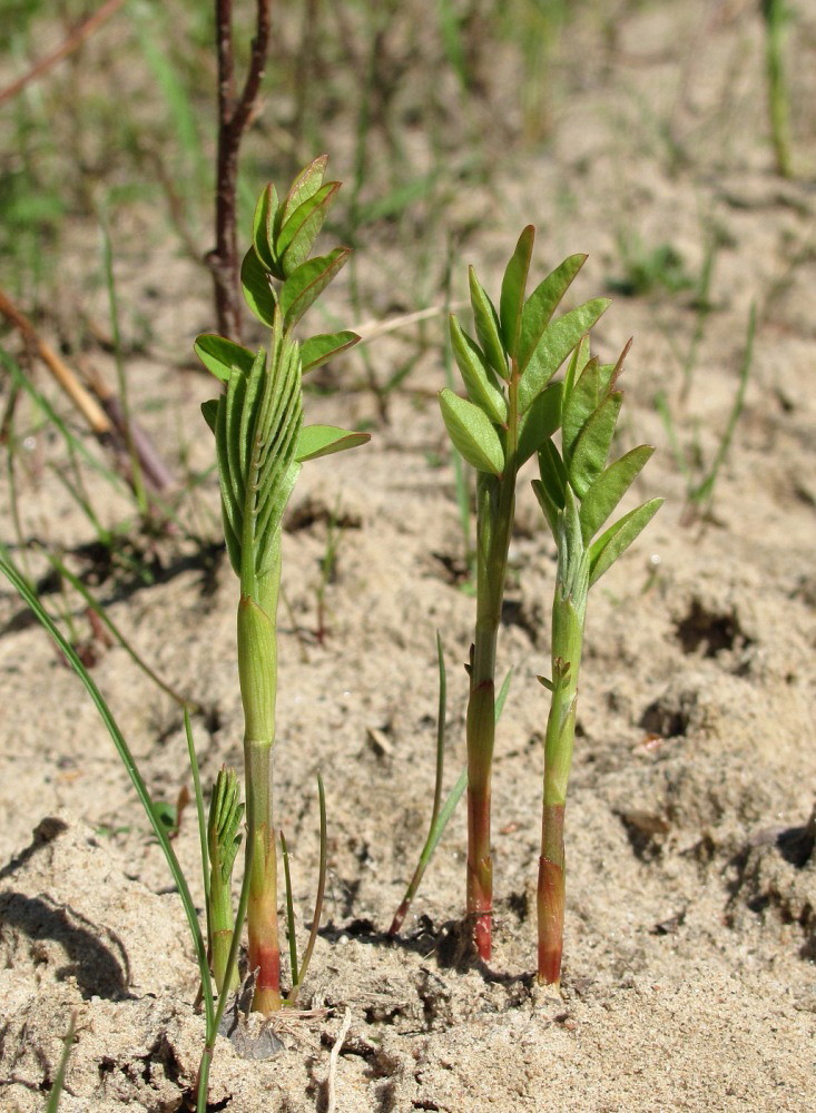 Image of familia Fabaceae specimen.