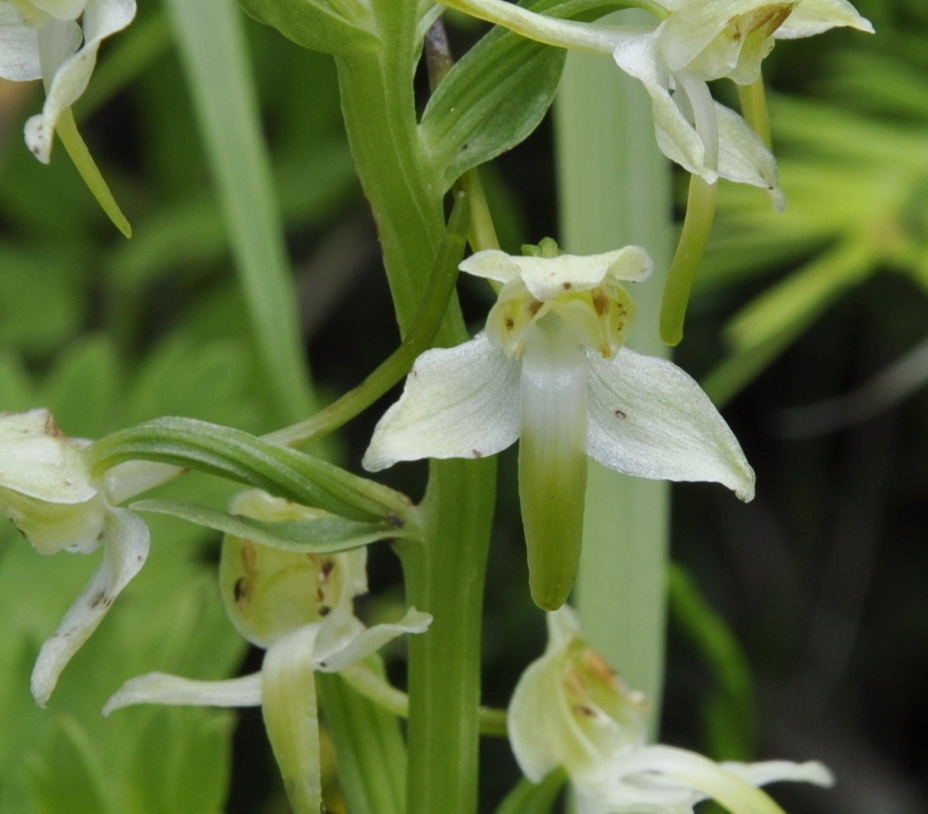 Image of Platanthera chlorantha specimen.