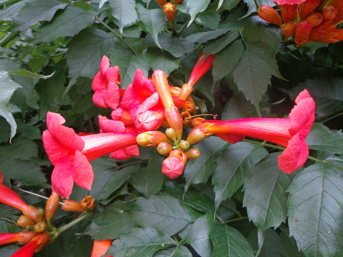 Image of Campsis radicans specimen.