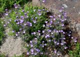 семейство Scrophulariaceae