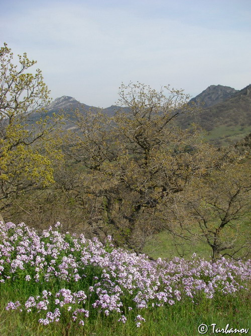 Image of Hesperis steveniana specimen.