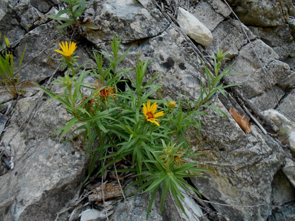 Изображение особи Inula ensifolia.