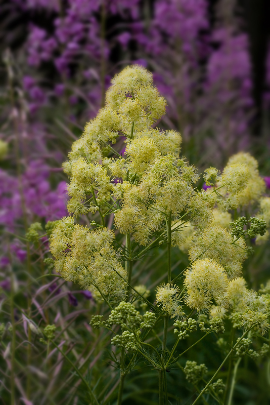Image of Thalictrum lucidum specimen.