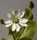 Myosoton aquaticum. Цветок. Московская обл., Лотошинский р-н, окр. дер. Савостино, граница луга и ольшаника. 24.07.3013.