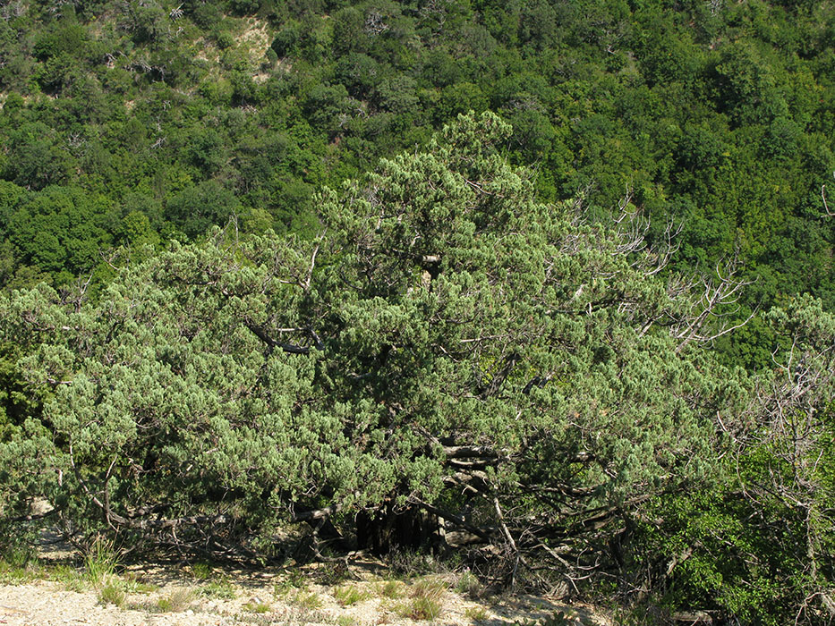 Image of Juniperus excelsa specimen.