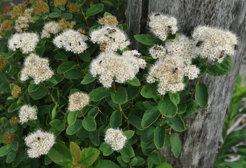 Image of Spiraea beauverdiana specimen.