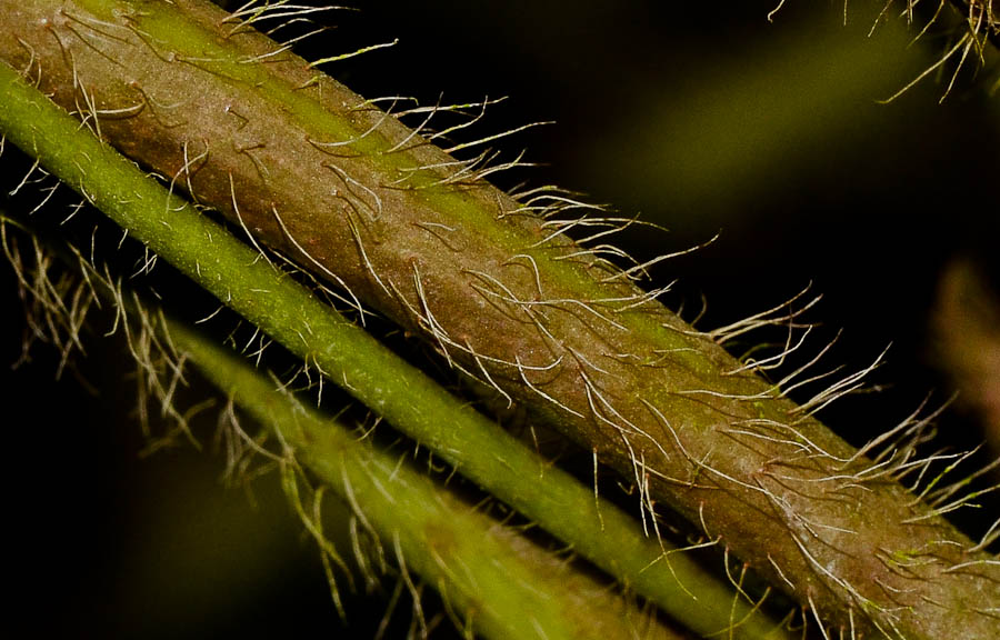 Image of Mimosa pudica specimen.