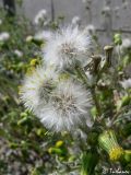 Senecio vulgaris