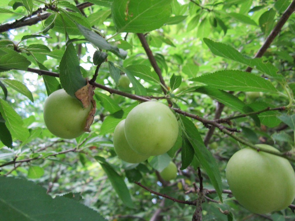 Изображение особи Prunus cerasifera.