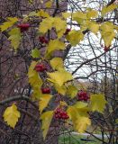 Crataegus sanguinea